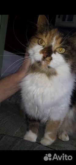 Кошечка в добрые руки