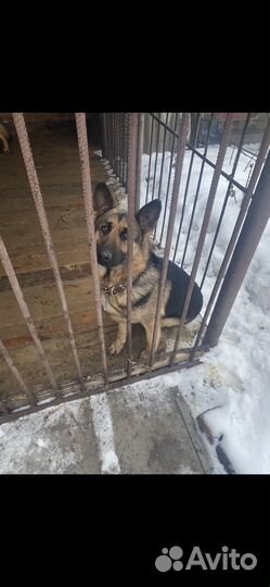 Щенки немецкой овчарки