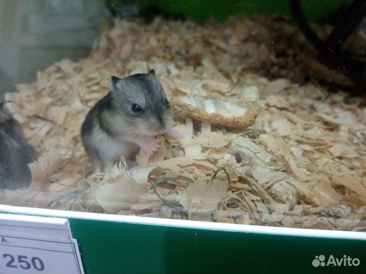 Хомяк Джунгарский, Мышь иглистая