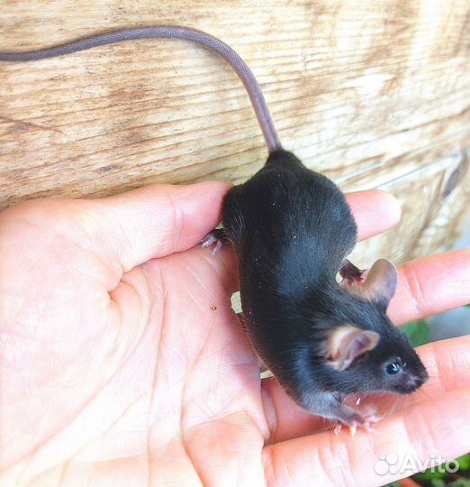 Мыши сатиновые Фокс Тан сплэш шоколад