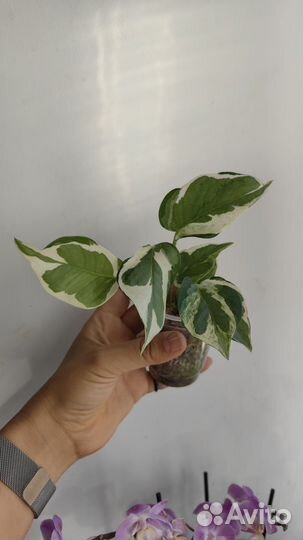 Крупнолистный эн-джой