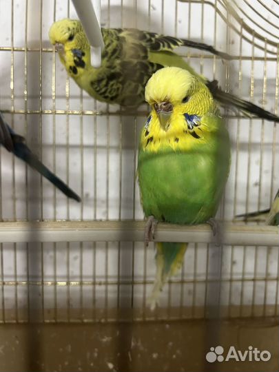 Попугаи ввп чехи