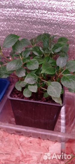 Бальзамин белый ампельный, рассада