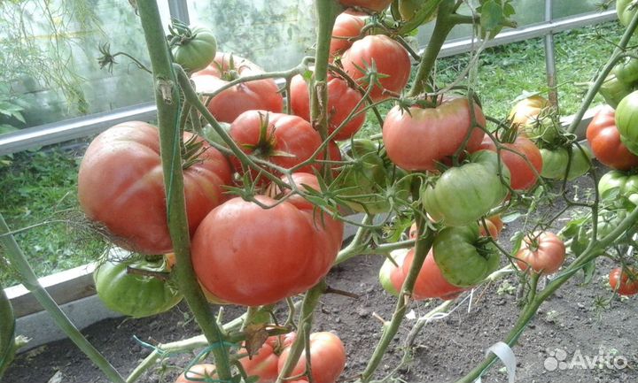 Семена коллекционных сортов томатов и перца