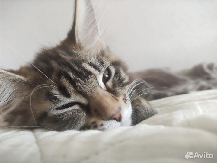 Котенок мейн-кун девочка