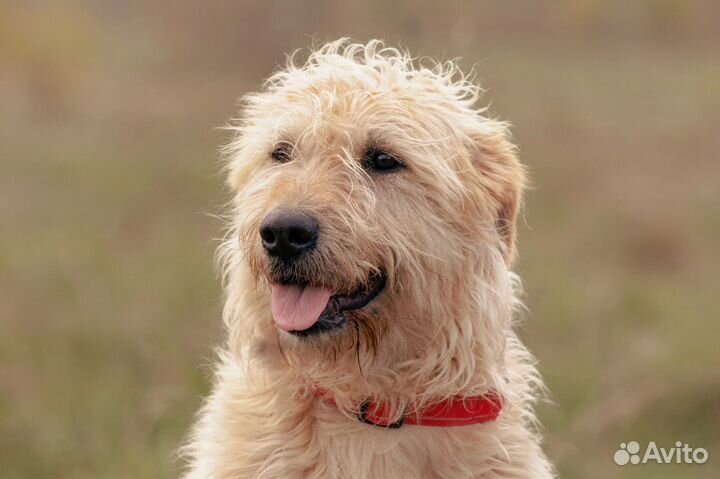 Отдам в добрые руки