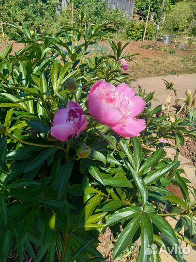 Корень пиона