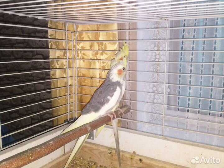 Попугай корелла