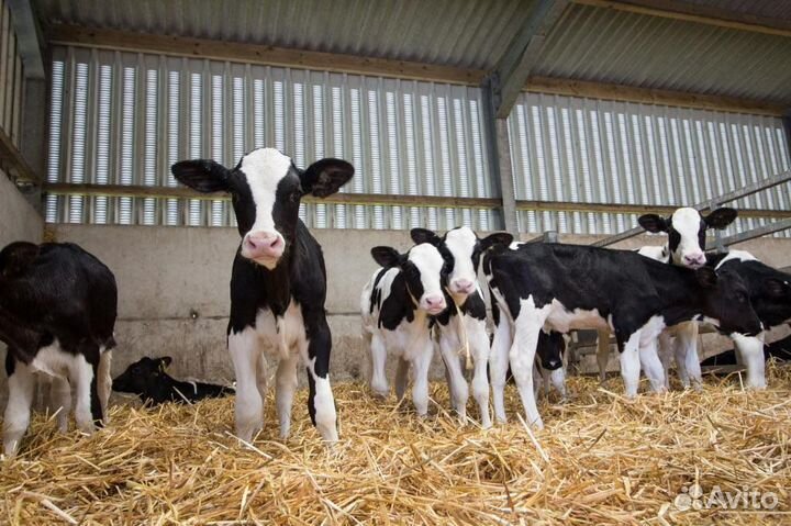 Телята бычки