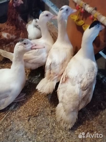 Мускусные утки