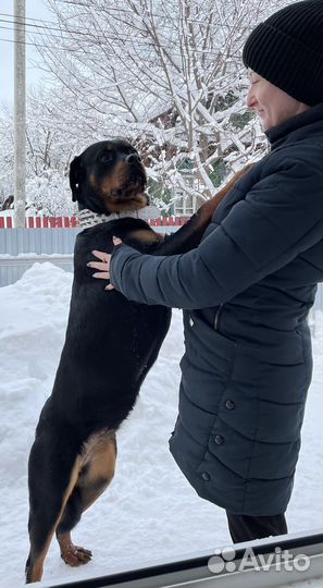 Зоогостиница/передержка для собак