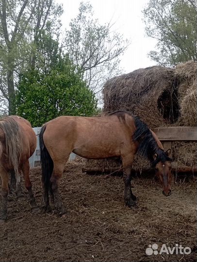 Лошадь кобыла