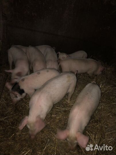 Поросята