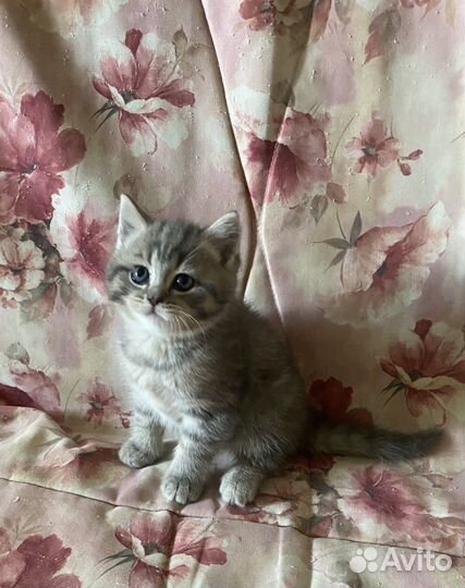 Котенок и кошечка шотландские