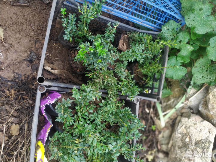 Саженцы самшита