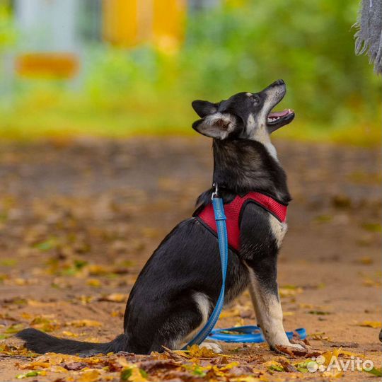 Годовалый малыш в добрые-добрые руки