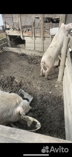 Хряк и свиноматка