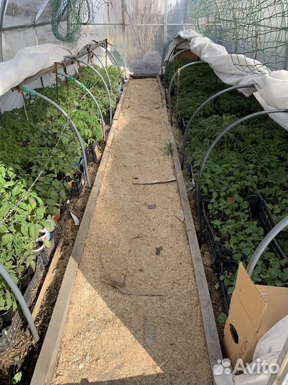 Продаю рассаду цветов и овощей