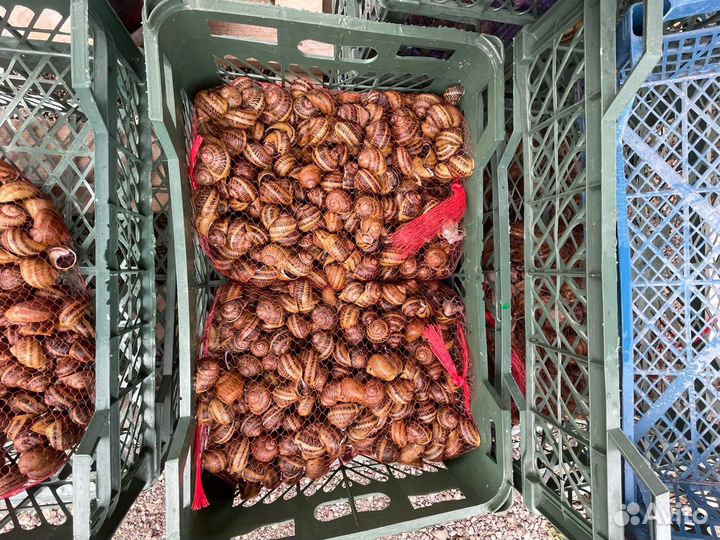 Улитка Muller, улитка Maxima