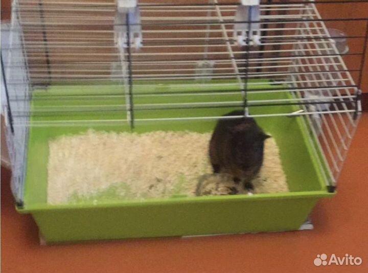 Клетка для морской свинки