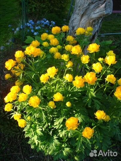 Спирея невеста, монарда, купальница, хризантемы