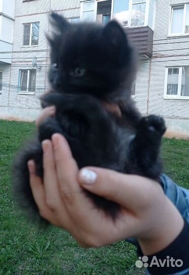 Котенок