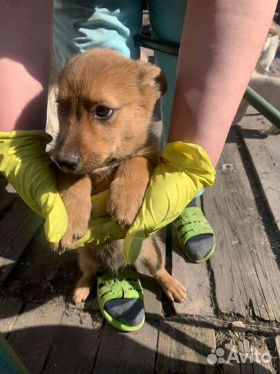 Щенки маленькой дворняжки