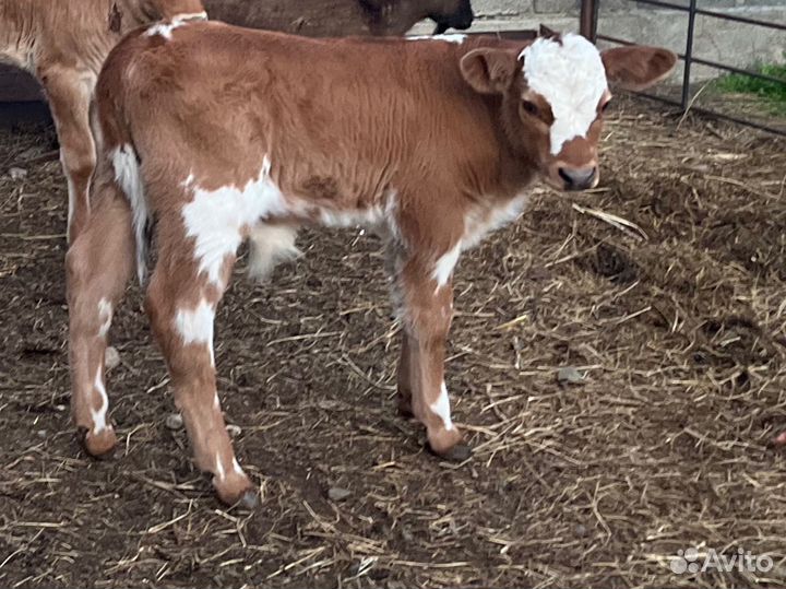 Корова дойная с теленком