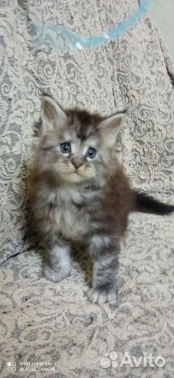 Котёнок девочка мей-кун