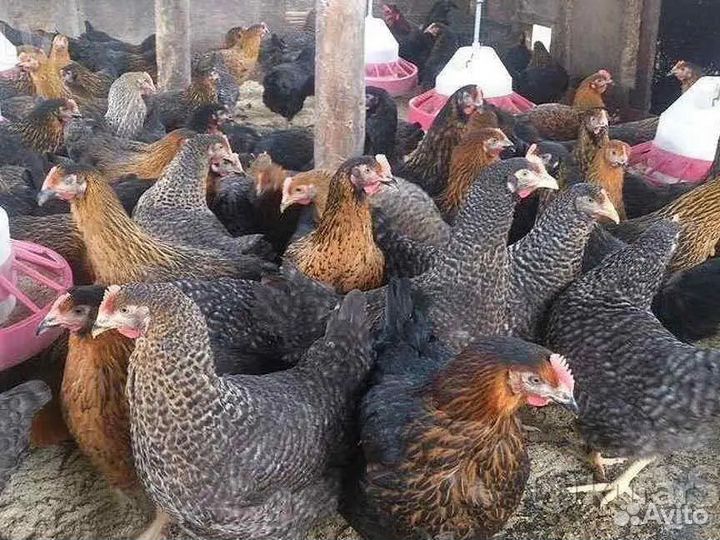 Курочки молодки