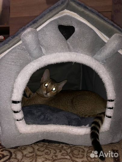 Домик для кошки и мелких собак