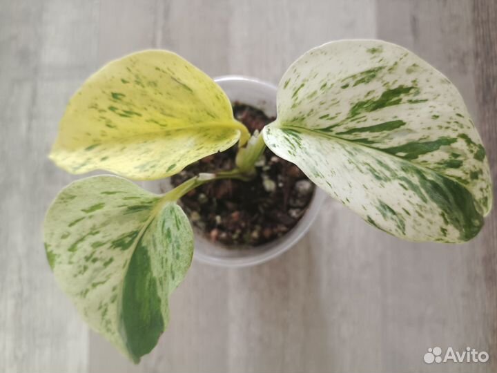 Разные комнатные растения