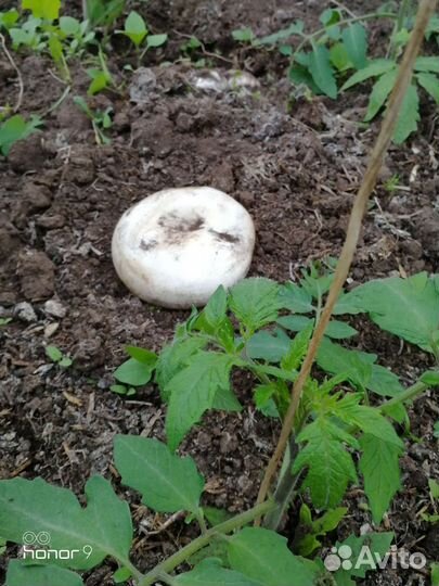 Компост от шампиньонов