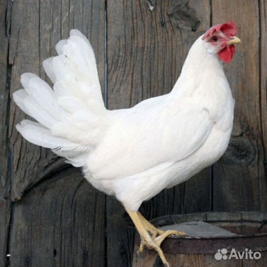 Домашние куриные яйца