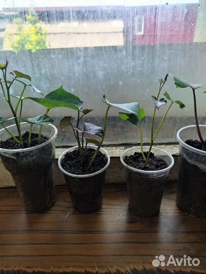 Рассада батат