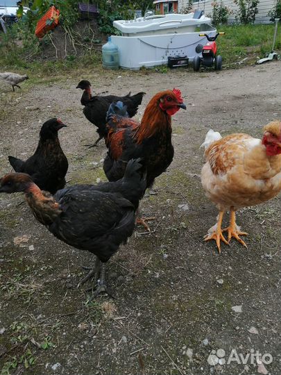 Петушки куры несушки