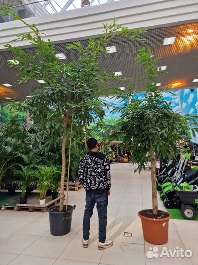 Фикус Амстел Кинг Дерево Крупномер