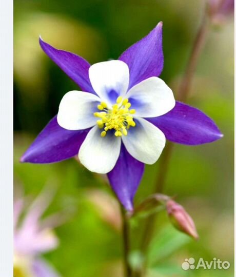 Аквилегия (Водосборник)