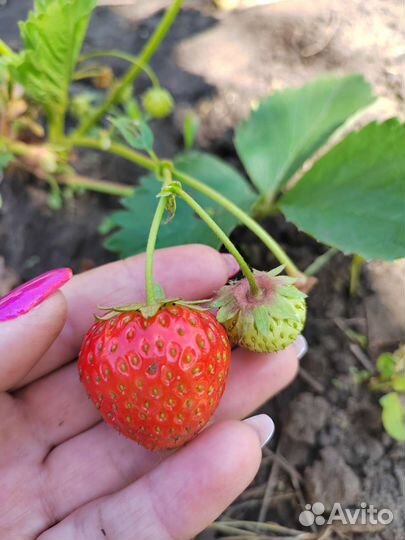 Усы клубники