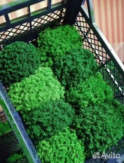 Вечно зеленый мох для поделок панно кашпо спилов