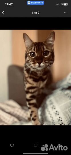 Бенгальская кошка ждет кота для вязки