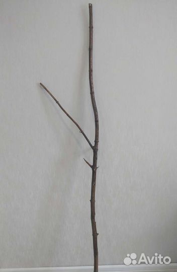 Деревянные стволы, деревья для декора