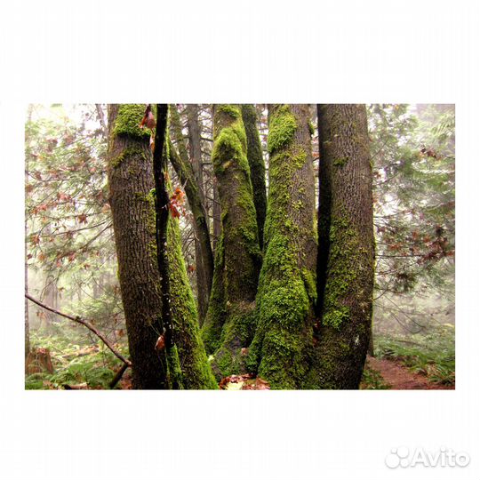 Цифровой фотоаппарат Sony Cyber-shot DSC-S650