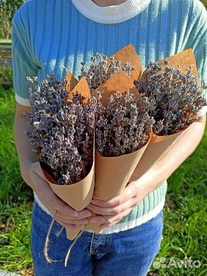 Букет Лаванды 2023года