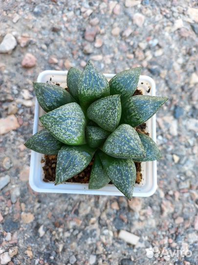 Хавортии вариегатные и редкие. Трункаты вар