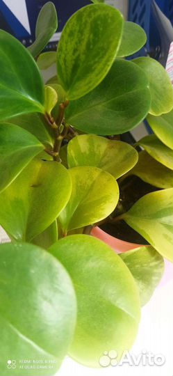 Пеперомия туполистная