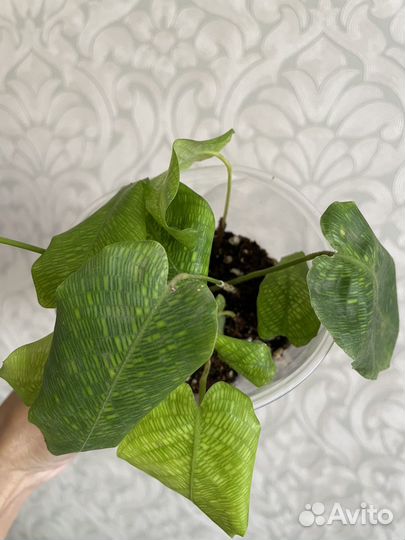 Калатея нетворк мозаичная network