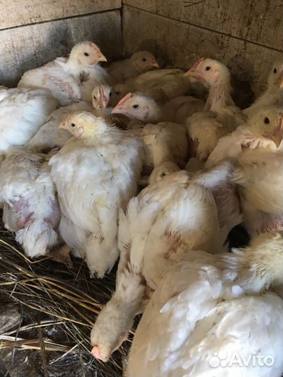Бройлеры подрощенные