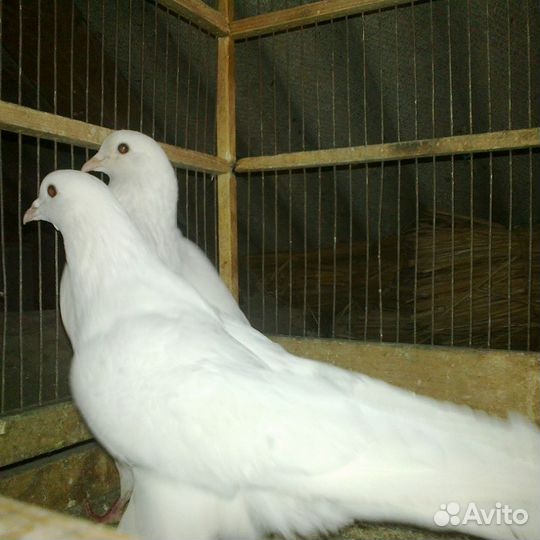 Голуби бакинцы