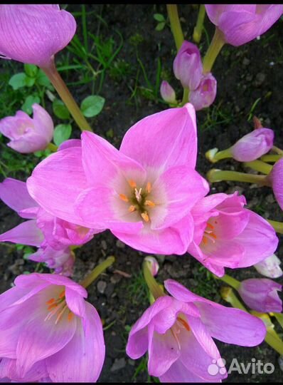 Безвременник. Луковичное растение